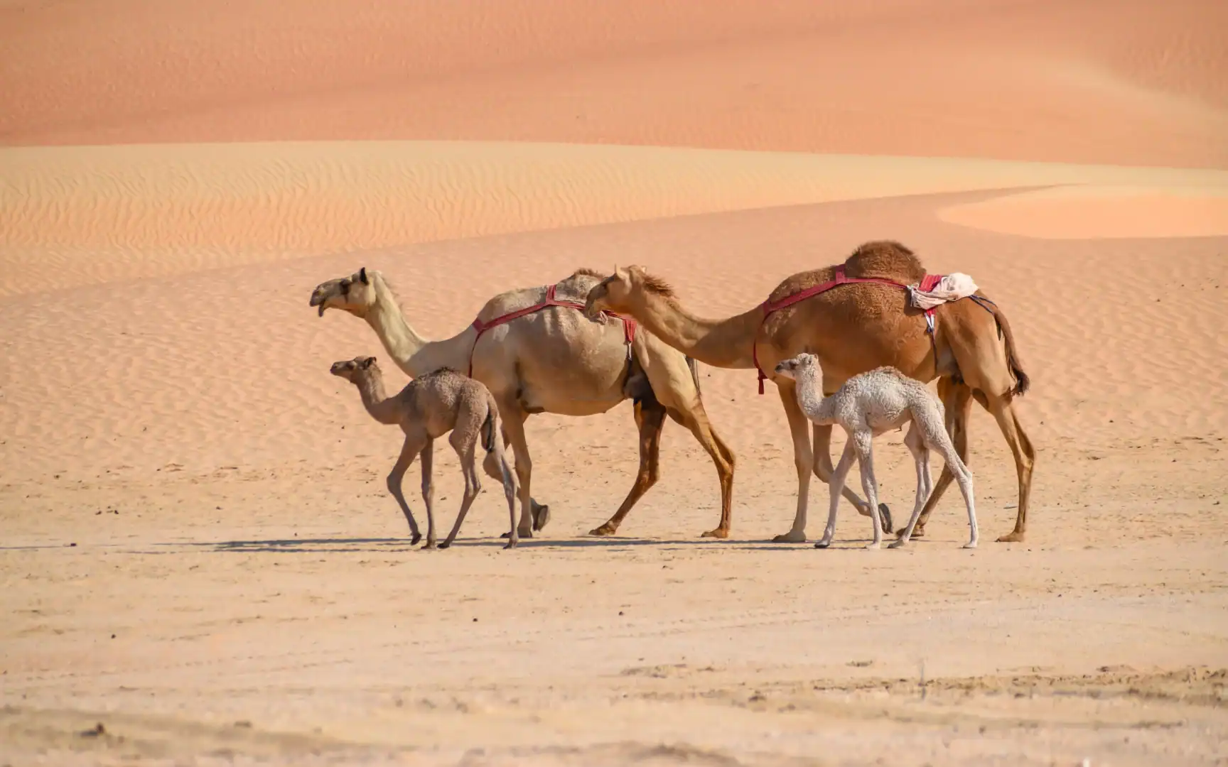 Emerald Travel Luxe Vakantie Abu Dhabi Kamelen