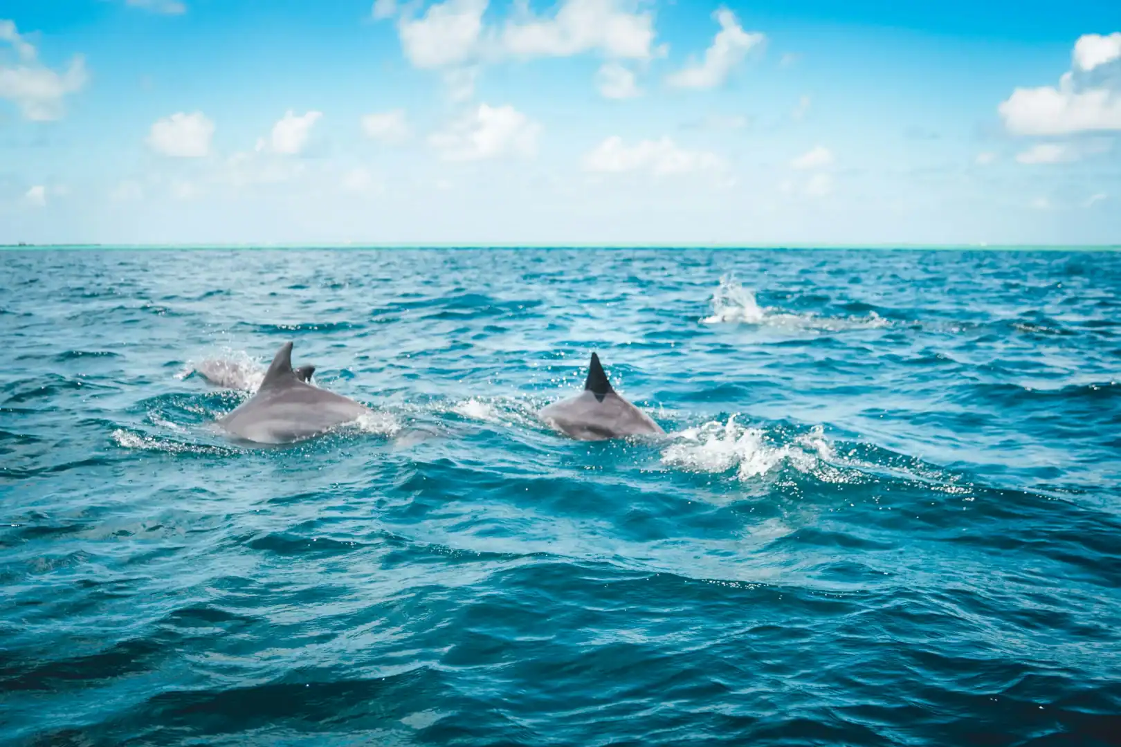 Emerald Travel Luxe Vakantie Mauritius Dolfijnen
