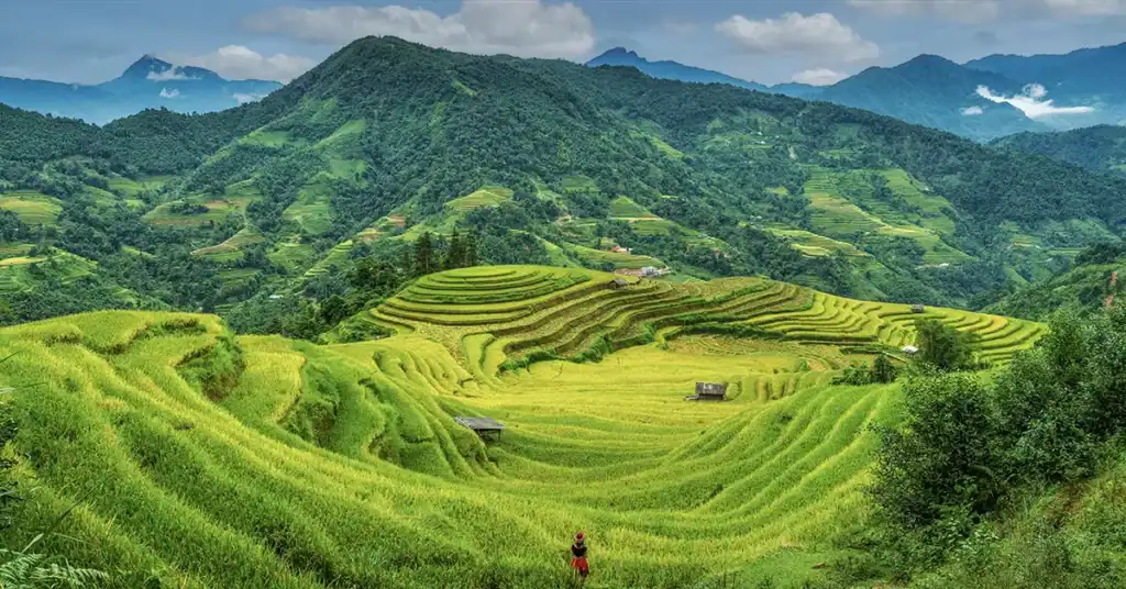 Vietnam Rijstvelden Berglandschap Reisinformatie.jpg