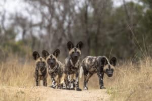 Zuid Afrika Krugerpark Jock Safari Lodge3