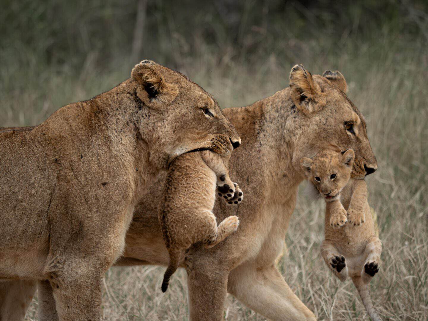 Zuid Afrika Krugerpark Jock Safari Lodge5