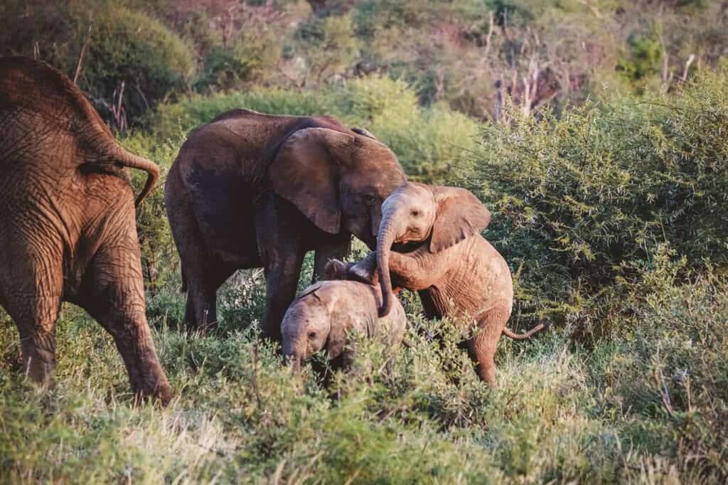 Zuid Afrika The Last Word Madikwe 10