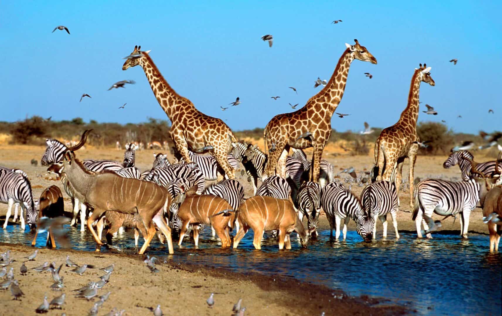 Zuid Afrika The Last Word Madikwe 3