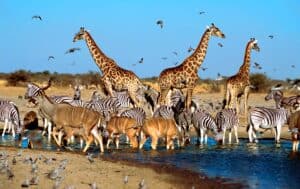 Zuid Afrika The Last Word Madikwe 3