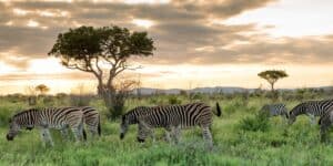 Zuid Afrika The Last Word Madikwe 5