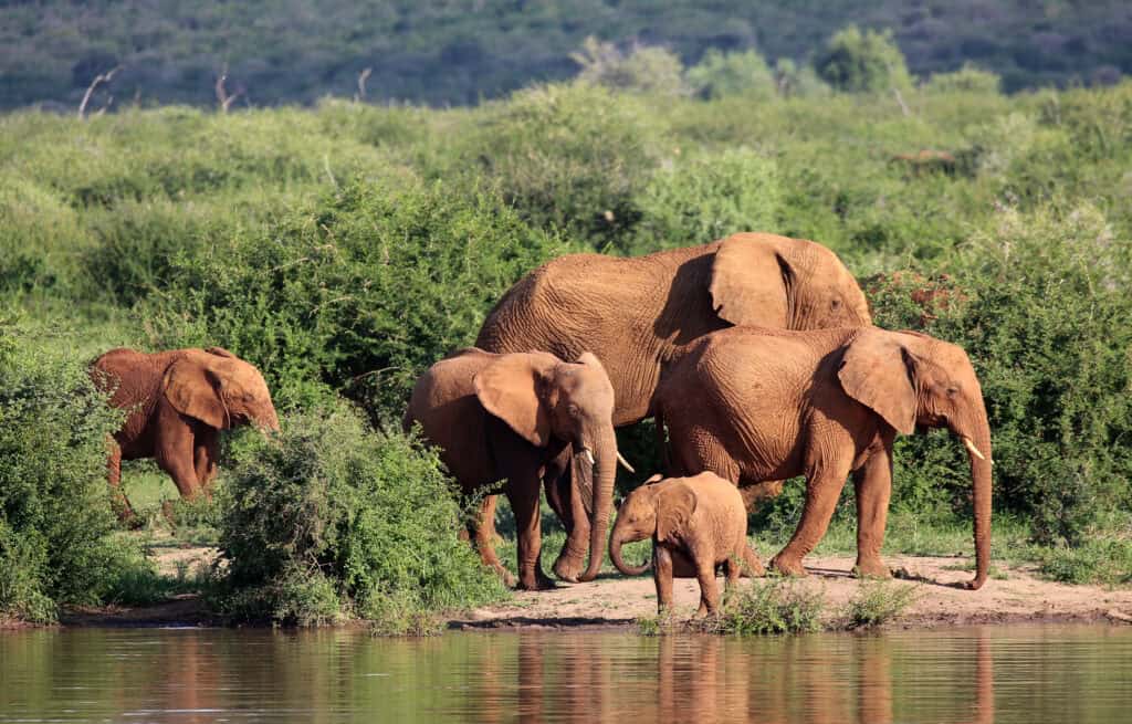 Zuid Afrika The Last Word Madikwe.1