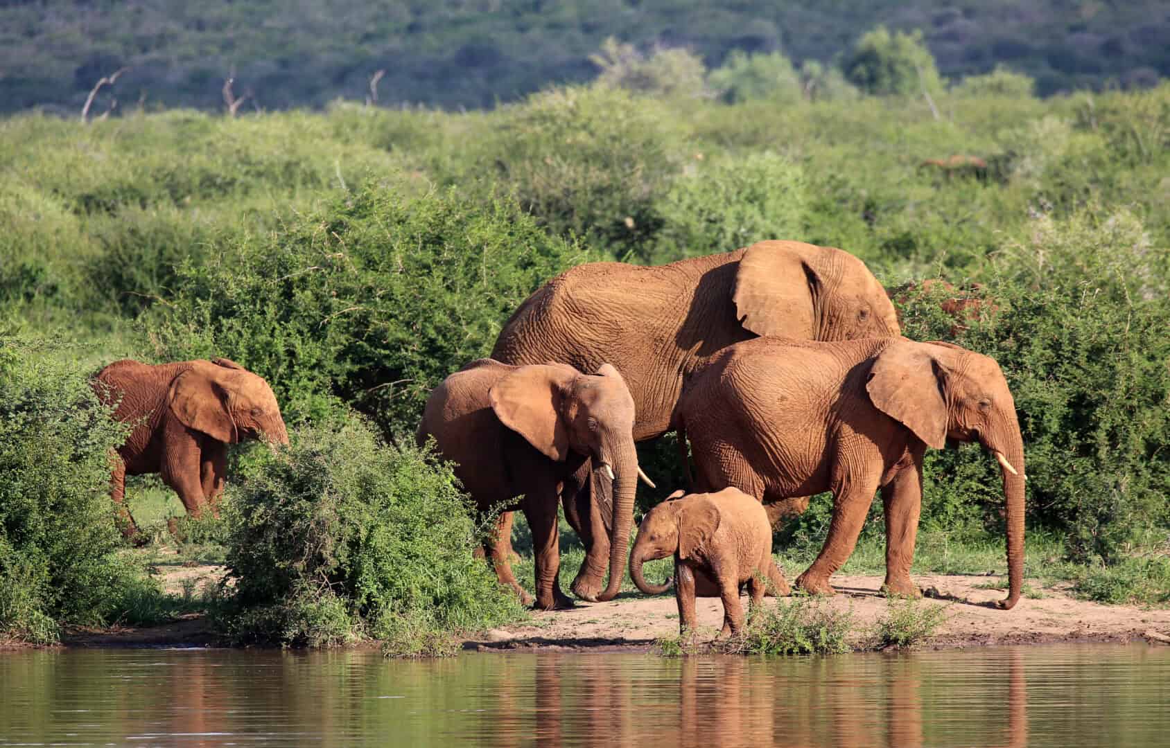 Zuid Afrika The Last Word Madikwe.1
