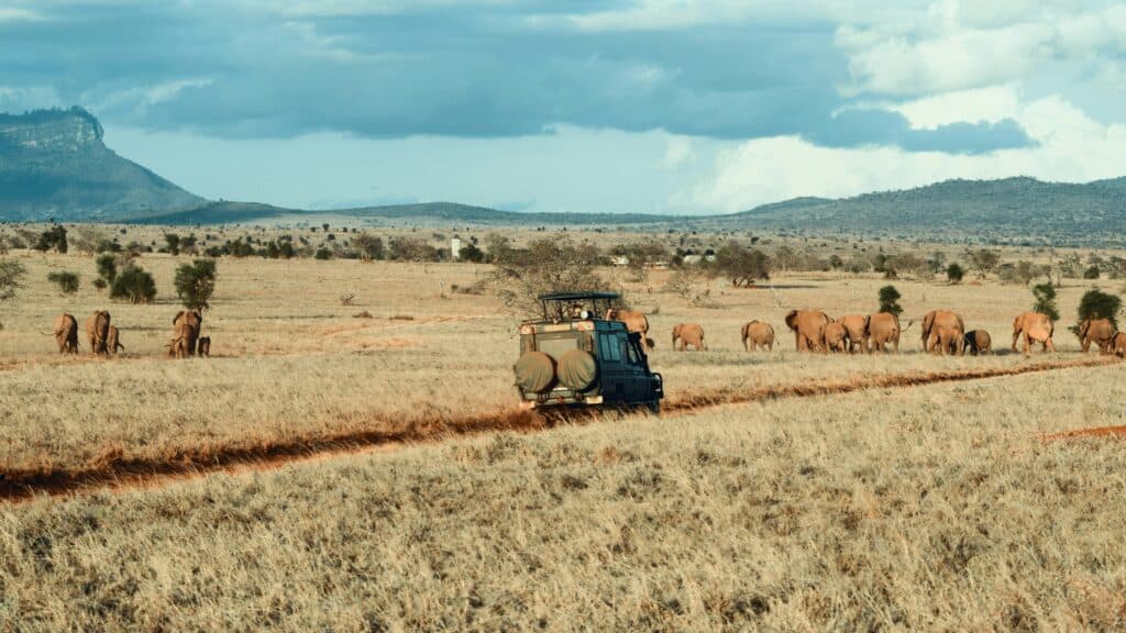 Luxe rondreis Madikwe & Garden Route: safari in madikwe