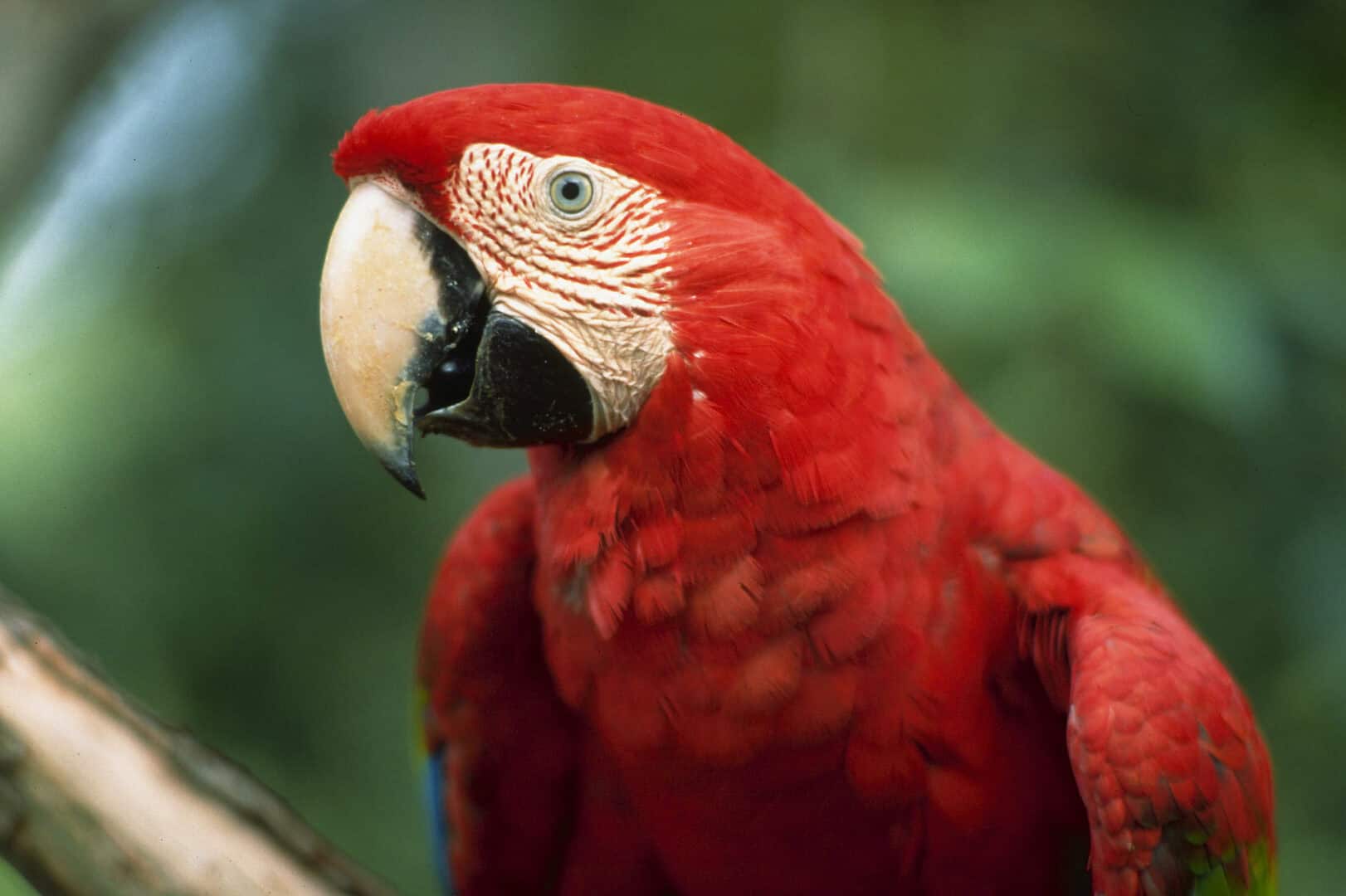 Emerald Travel Luxe Rondreis Brazilie Amazone Red Macaw
